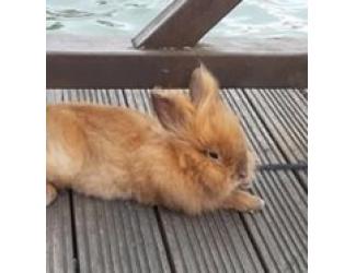ディストピア