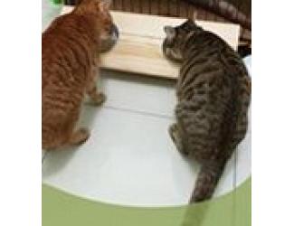 しおり