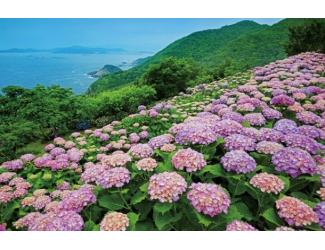芽衣
