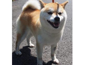 まなえ