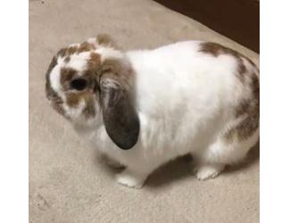 あずき