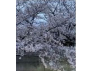 ゆみ