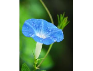 誉