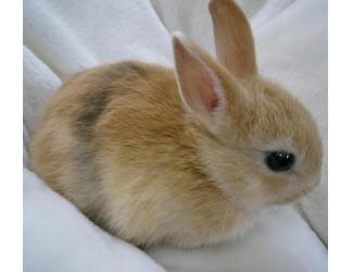 まこ