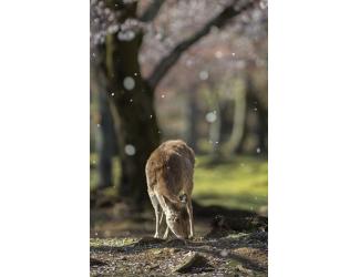 みつこ