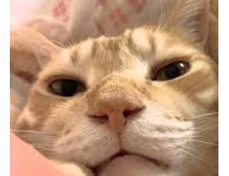 えり