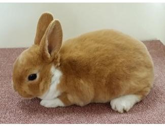 奈津