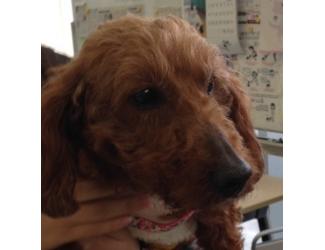 愛子